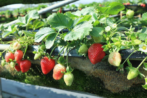 『季節11-3月限定』◇台中◇彰化出發》善化採草莓x臺南鴨莊休閒農場x深緣及水善糖文化園區x雅聞湖濱療癒森林(團體包團)