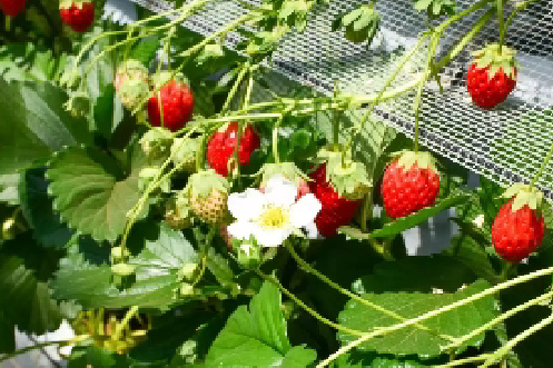 『季節11-3月限定』◇台北◇桃園出發》大湖採草莓x大湖酒莊x草莓文化館x五榖文化村x雅聞七里香玫瑰森林(團體包團)