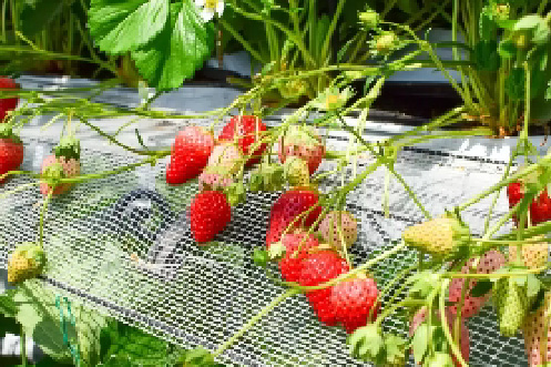 『季節11-3月限定』◇台南》大湖採草莓x大湖酒莊x草莓文化館x勝興車站x勝興老街(團體包團)