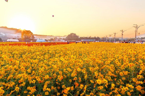 
『季節11-12月限定』◇台北◇桃園出發》臺中國際花毯節x菇菇部屋x勝興車站x勝興車站老街(團體包團)
