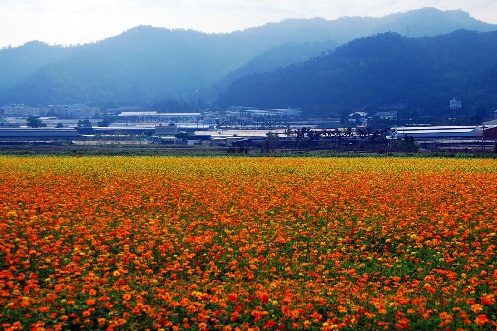 『季節11-12月限定』◇台南出發》臺中國際花毯節x菇菇部屋x文化部文化資產園區(團體包團)
