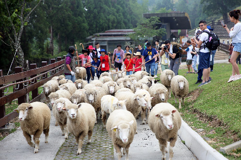 ◇台中◇彰化出發》清境農場x天空步道x台版青瓦台x大黑松小倆口元首館(團體包團)