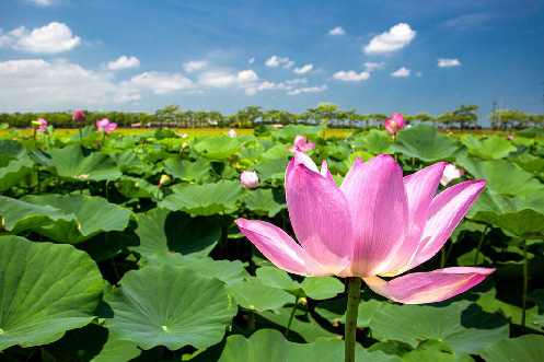 『季節7-8月限定』◇台中◇彰化出發》白河蓮花公園x菁寮老街x雅聞湖濱療癒森林x檜意生活村(團體包團)