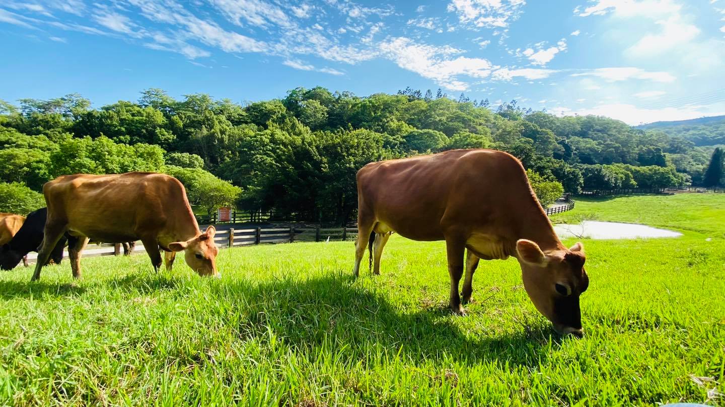 ◇台北◇桃園出發》飛牛牧場(團體包團)